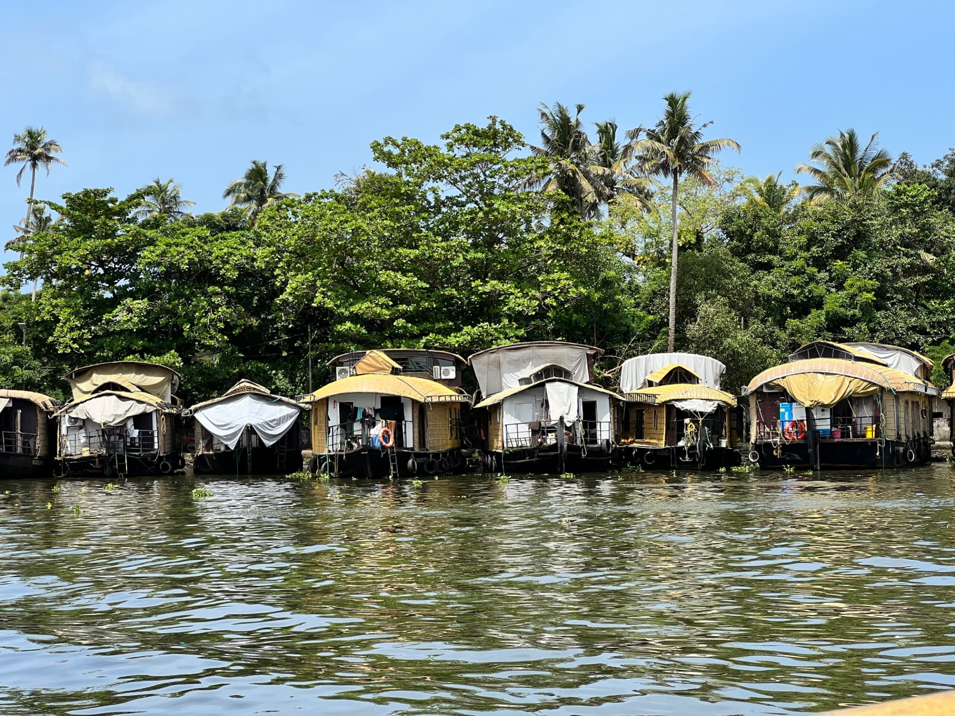 Traditional houseboats on Kerala's palm-lined backwaters