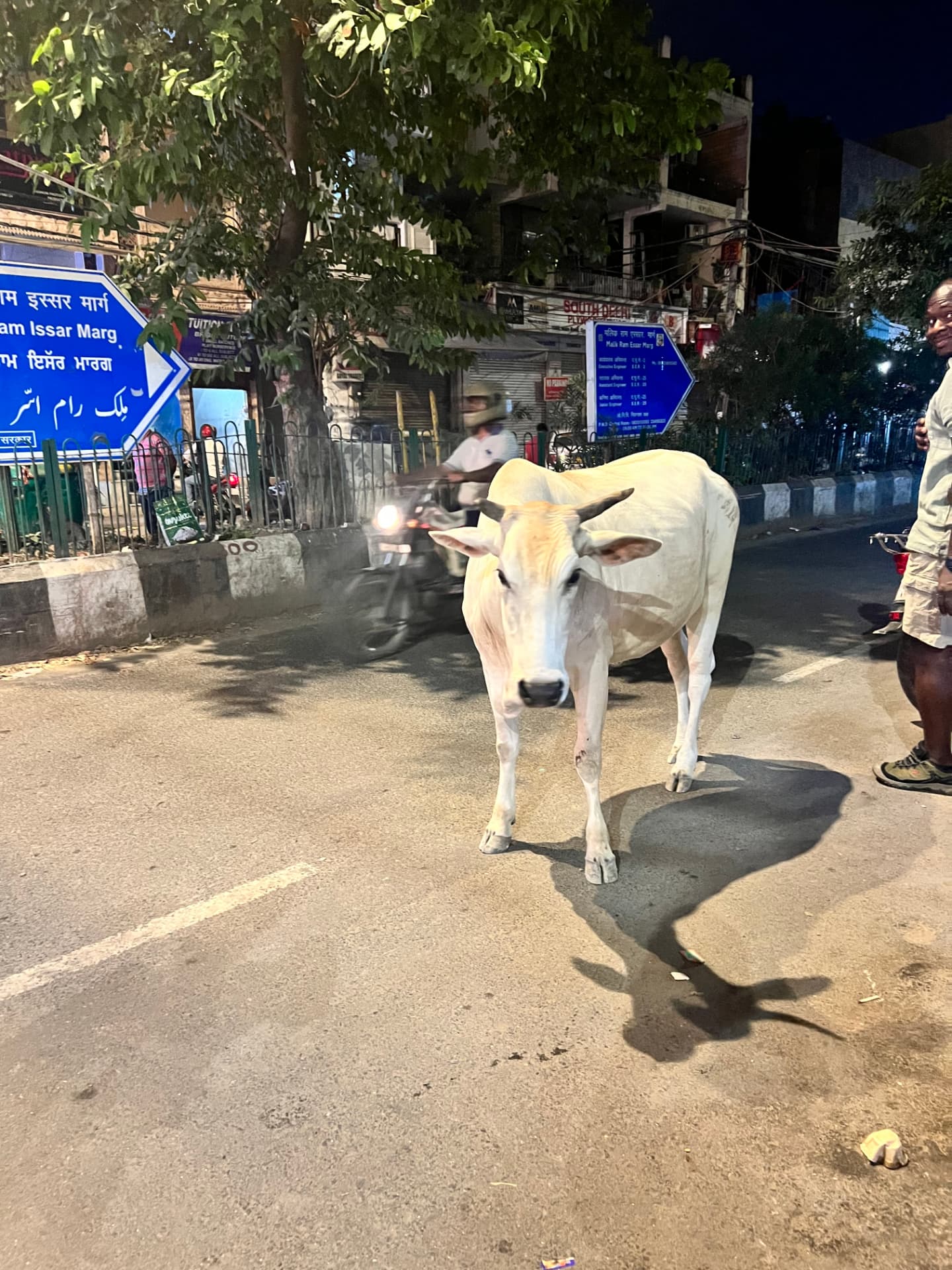 A white cow walking down a Delhi street at night beside signposts and traffic